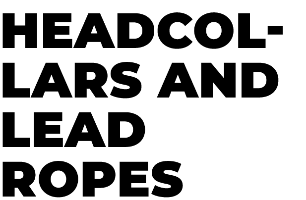 ﻿Headcollars and lead ropes﻿